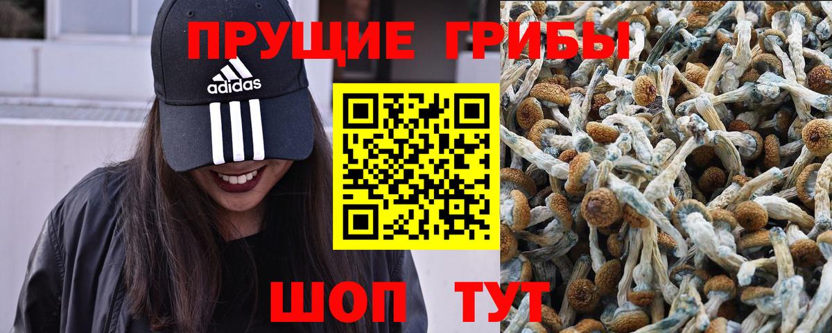 Псилоцибиновые грибы Cubensis  Псилоцибиновые грибы прущие грибы  наркота  Дербент  Вход с VPN 